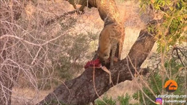 Video - Leo lên cây trộm mồi của báo hoa mai, linh cẩu nhận cái kết đắng