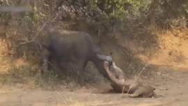 Video clip - Liều lĩnh xông vào lãnh địa trâu rừng, sư tử đực bị đánh bầm dập