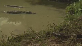 Video - Liều lĩnh xâm phạm lãnh thổ cá sấu, trăn gấm bị cả bầy xâu xé
