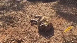 Video - Hổ lăn ra đất giãy giụa khi đang tranh thức ăn với đồng loại
