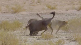Video - Bị báo săn truy đuổi, linh dương phản đòn khiến kẻ thù chạy trối chết