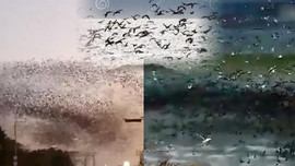 Clip chục ngàn con chim bay rợp trời, chiếm dụng biển khi người dân ở nhà tránh dịch