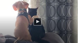 Video Ở nhà tránh dịch, thú cưng của một gia đình Mỹ thể hiện hành động ít ai ngờ