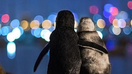 Bức ảnh chụp hai chú chim cánh cụt “đơn côi” gây sốt