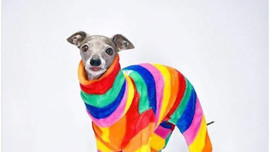 Chú chó 9 tuổi nổi tiếng nhờ những bộ cánh thời trang ‘chất lừ’ được thiết kế riêng