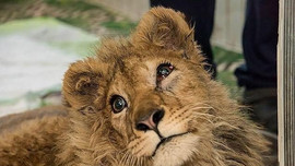 Sư tử bị bẻ gãy chân để phục vụ du khách chụp ảnh, Tổng thống Nga yêu cầu mở cuộc điều tra