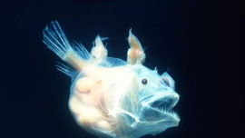 Sự tiến hóa kỳ lạ trong hoạt động giao phối của cá quỷ Anglerfish