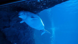 Clip cá voi trắng sinh con trong thủy cung ở Mỹ