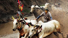 An Giang dừng lễ hội đua bò Bảy Núi, một số tỉnh thành nới lỏng giản cách
