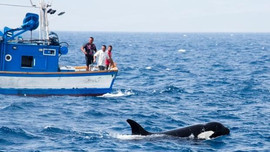 Clip cá voi sát thủ liên tục tấn công tàu thuyền ở vùng biển châu Âu