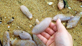 Sinh vật lạ trôi vào bờ biển Thừa Thiên – Huế sau bão số 5