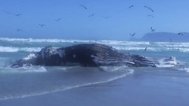 Clip xác cá voi lưng gù dài 14 mét dạt vào bãi biển Nam Phi