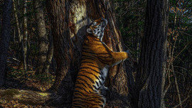 Bức ảnh hổ ôm cây giành giải thưởng nhiếp ảnh, tác giả tiết lộ quá trình tác nghiệp đáng khâm phục