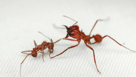 Loài kiến độc đáo có lớp “áo giáp” chưa từng thấy ở côn trùng