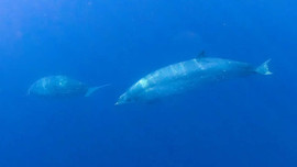 Phát hiện loài cá voi mới ngoài khơi Mexico