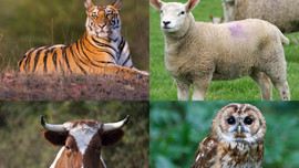 Bò đực và Chim cú với Cừu non và Hổ: Khách hàng của bạn thuộc nhóm tính cách nào?