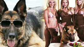Gia tộc chó giàu nhất hành tinh: Tài sản 400 triệu USD, sở hữu biệt thự 7000 mét vuông