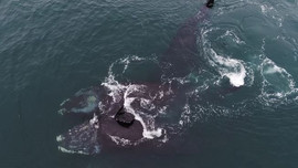 Video hiếm có cho thấy cá voi trơn 'ôm nhau' trên biển