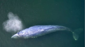 Báo động tình trạng cá voi chết hàng loạt ở Bắc Mỹ
