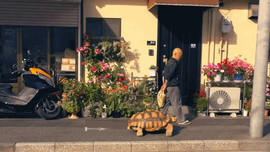 Vì sao ông lão dắt con rùa nặng 70kg đi chợ mỗi ngày?