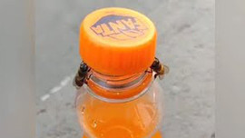 Clip: Hai chú ong hợp tác mở nắp chai nước ngọt, các nhà khoa học bảo chúng còn khôn hơn thế