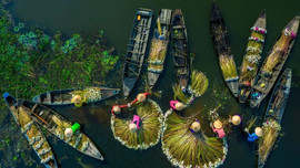 Bức ảnh thu hoạch hoa súng của nhiếp ảnh gia Việt lọt top ảnh du lịch ấn tượng của Life Framer