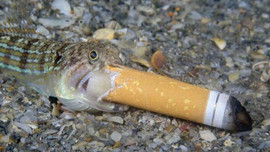 Bức ảnh 'Cá hút thuốc' gây tranh cãi đoạt giải thưởng Nhiếp ảnh Đại dương