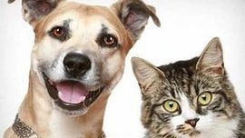 Nữ MC chuyển nhà vì 2 chú cún và chuyện không hồi kết 'thú cưng ở chung cư'