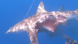 Video cá mập mất nửa thân vẫn săn mồi khiến nhiều người kinh ngạc