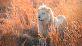 Chùm ảnh về vẻ đẹp 'tinh khiết' và đầy mạnh mẽ của sư tử trắng
