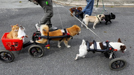 Cặp đôi vợ Việt chồng Tây chế tạo xe lăn cho hàng trăm chó mèo khuyết tật