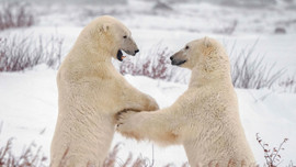 Khám phá cuộc sống bất ngờ và thú vị ở vương quốc gấu Bắc Cực