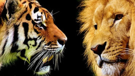 Sau lưng là hổ gầm, dưới vực là sư tử đói, bạn chọn cách nào?