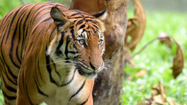 Năm Nhâm Dần và chuyện bảo tồn hổ