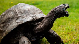 Kỳ lạ cụ rùa 190 tuổi vẫn 'ham muốn' như tuổi đôi mươi