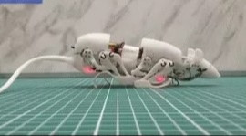 Chuột robot trình diễn khả năng len lỏi như một con chuột