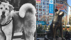 Chú chó Hachiko đứng ở sân ga 10 năm đợi chủ đã trở thành biểu tượng của lòng trung thành