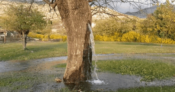 Cây cổ thụ phun nước suốt 20 năm
