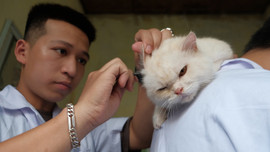 'Biệt đội' cứu hộ chó mèo đặc biệt ở Hà Nội