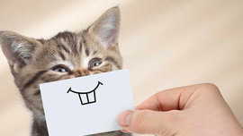 Loài mèo dạy con người cách sống hạnh phúc như thế nào?