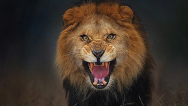 Bức ảnh sư tử đực nhe nanh cố gắng vồ lấy nhiếp ảnh gia