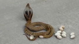 Khoảnh khắc động vật nổi bật: Hy hữu rắn hổ mang đẻ trứng giữa đường đông