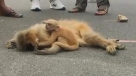 Hình ảnh động vật nổi bật: Cảm động khoảnh khắc khỉ con nằm ôm xác mẹ