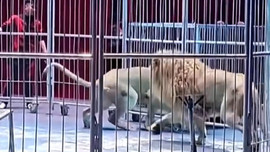 Động vật tuần qua: Sư tử xổng chuồng, lao vào khán giả trong rạp xiếc