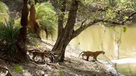 Hình ảnh động vật nổi bật: Hổ mẹ đe dọa, xua đuổi cá sấu để bảo vệ các con