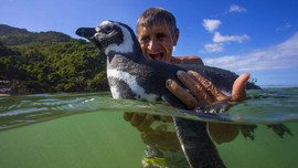 Chim cánh cụt vượt biển về thăm ân nhân