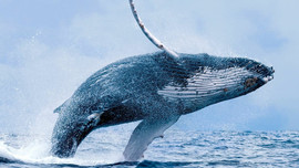 Có khi nào cá voi tiến hóa để lên cạn săn mồi một lần nữa?