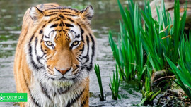 Vai trò khó tin của loài hổ trong biến đổi khí hậu