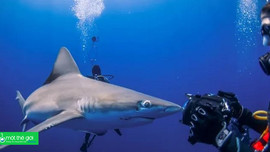 6 câu chuyện đáng sợ trên thế giới về cá mập tấn công người trong năm 2023