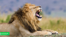 Tiếng kêu của một loài còn khiến muôn loài ở châu Phi sợ hãi hơn sư tử